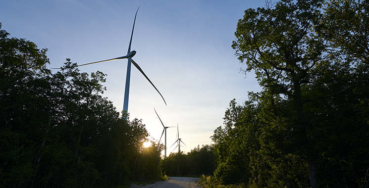 Parc éolien de Velocita en forêt